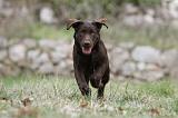 LABRADOR 888